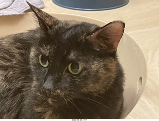 cat Miss Pris in my bathroom sink