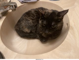 cat Miss Pris in my bathroom sink