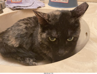 cat Miss Pris in my bathroom sink