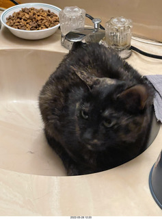 door open with cat Miss Pris in the bathroom sink