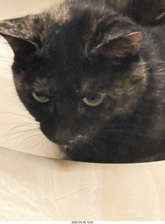 door open with cat Miss Pris in the bathroom sink
