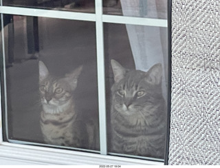 cats Pickle and Potato in the window