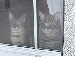 cats Pickle and Potato in the window