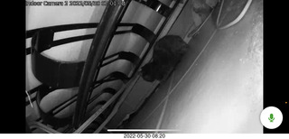 door open with cat Miss Pris in the bathroom