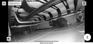 door open with cat Miss Pris in the bathroom