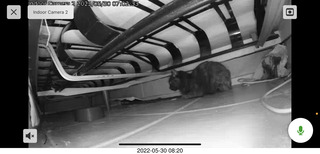 door open with cat Miss Pris in the bathroom with Olga