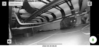 door open with cat Miss Pris in the bathroom with Olga