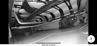 Miss Pris under my hifi-room sofa