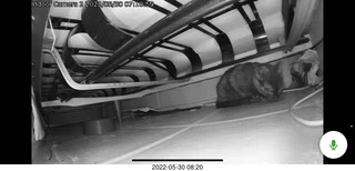 door open with cat Miss Pris in the bathroom sink