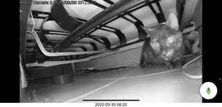 door open with cat Miss Pris in the bathroom sink