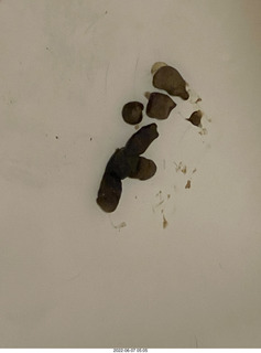 3 a1g. miss pris poop in my middle bathroom bathtub