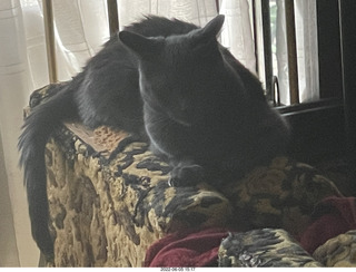 my cats Devin and Jane