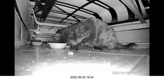 Miss Pris under my hifi-room sofa