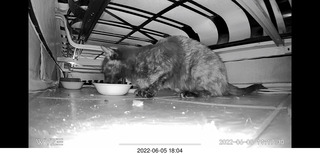 Miss Pris eating under my sofa