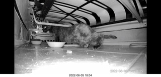 Miss Pris under my sofa