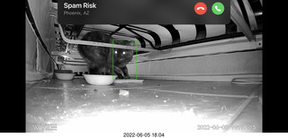 Miss Pris under my sofa