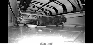 Miss Pris under my couch