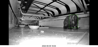 Miss Pris under my sofa