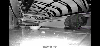 Miss Pris under my sofa