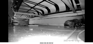 Miss Pris under my sofa