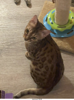cats Devin and Pickle