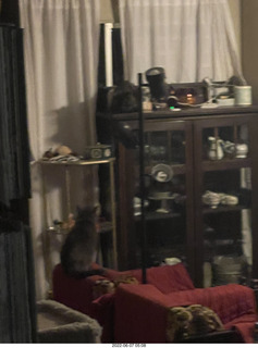 Miss Pris under my sofa