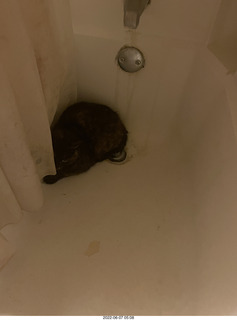 Miss Pris hiding in the upstairs middle bathroom bathtub