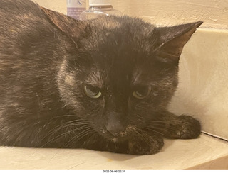 Miss Pris under my sofa