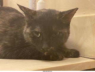 Miss Pris under my sofa