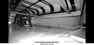 older picture of Miss Pris under the sofa