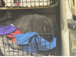 my cat Jane in my clothing rack