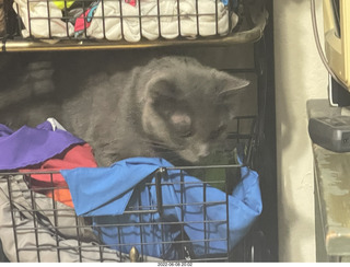 my cat Jane in my clothing rack