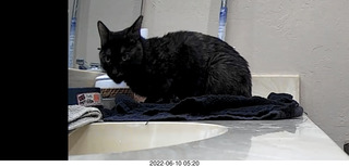 Miss Pris in my upstairs middle bathroom + Adam