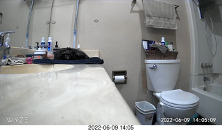 my cat Miss Pris in her bathroom safe space