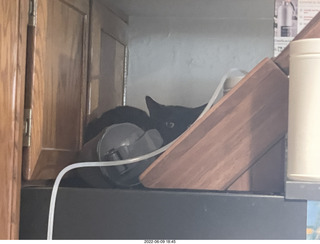 my cat Miss Pris atop the refrigerator