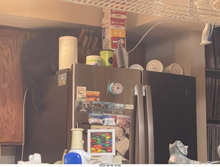 cat Devin meeting cat Miss Pris atop the refrigerator