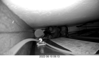 my cat Miss Pris atop the refrigerator