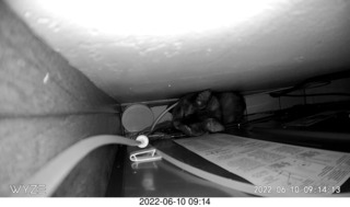 my cat Miss Pris behind my refrigerator