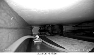 cat Devin meeting cat Miss Pris atop the refrigerator