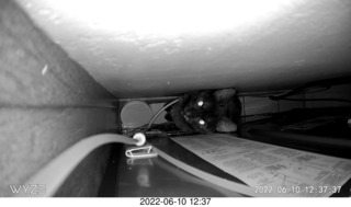 my cat Miss Pris behind my refrigerator