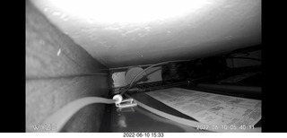 my cat Miss Pris behind my refrigerator