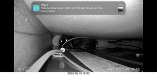 my cat Miss Pris behind my refrigerator