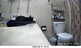 my cat Miss Pris behind my refrigerator