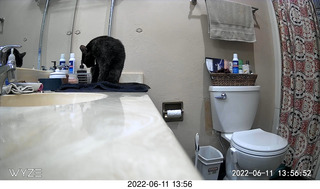 my cat Miss Pris in her safe space