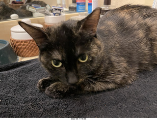 my cat Miss Pris in her safe space