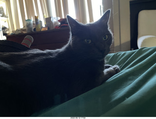 my cats Devin and Jane