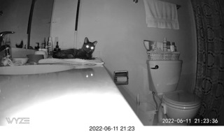 my cat Miss Pris in her safe space