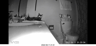 my cat Miss Pris in her safe space