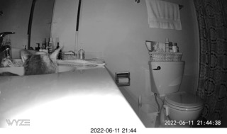 my cat Miss Pris behind my refrigerator