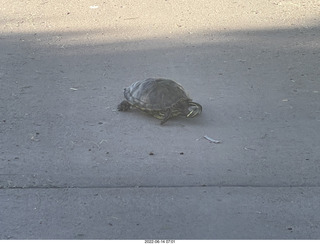 Arizona Greenbelt - red ear slider turtle (Thanks, Tami)